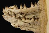 Exceptional Fossil Mosasaur (Thalassotitan) Dentary - Morocco #334754-6